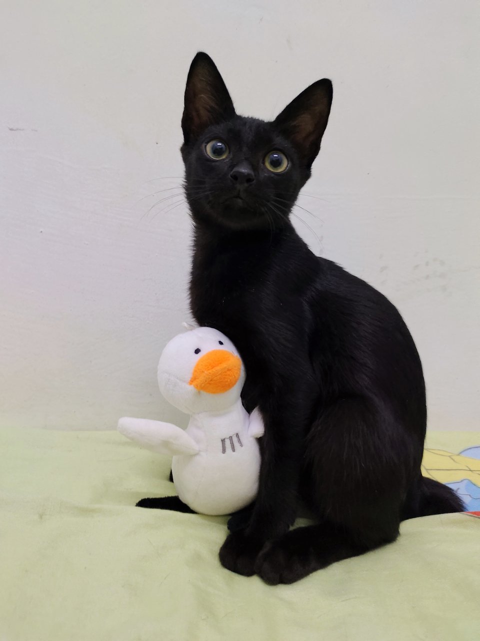 Blackie - Domestic Short Hair Cat