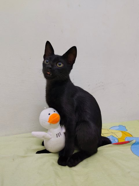 Blackie - Domestic Short Hair Cat