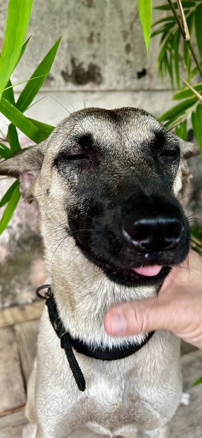 Cherry - Belgian Shepherd Malinois Mix Dog