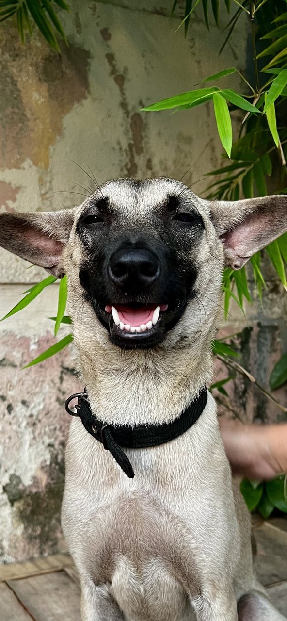 Cherry - Belgian Shepherd Malinois Mix Dog