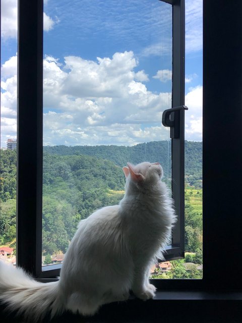 Maximus (Max) - Maine Coon + Domestic Long Hair Cat