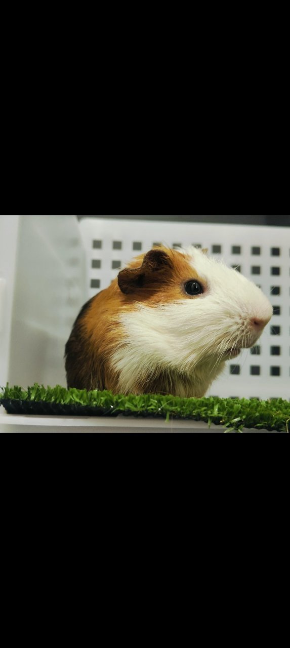 Guinea Pig - Guinea Pig Small & Furry