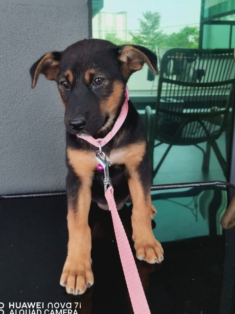 Cookie.  - Beauceron Mix Dog