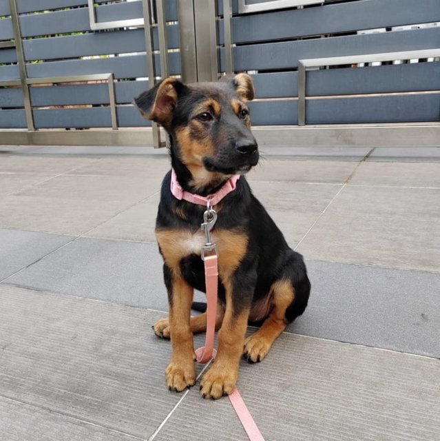 Cookie.  - Beauceron Mix Dog