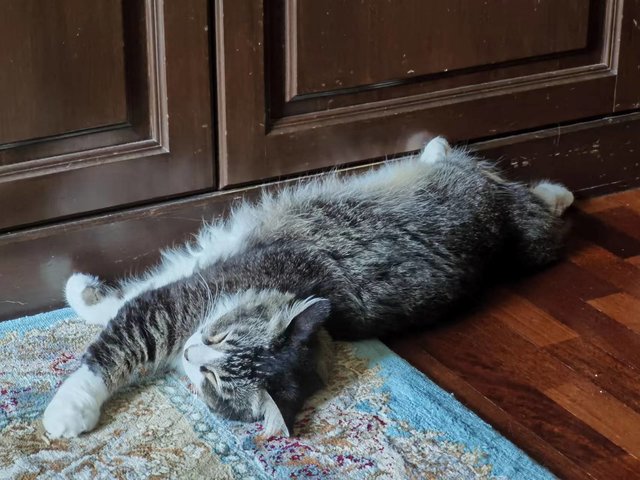 Subuh - Maine Coon + Cornish Rex Cat