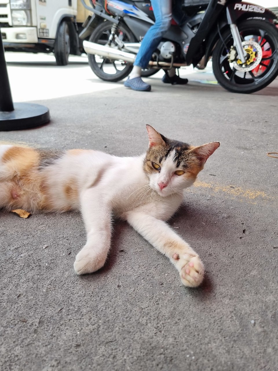 Amber  - Calico Cat