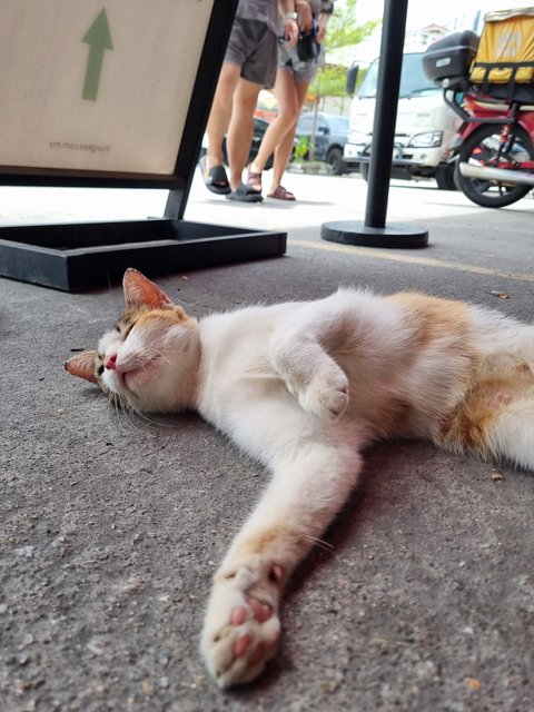 Amber  - Calico Cat