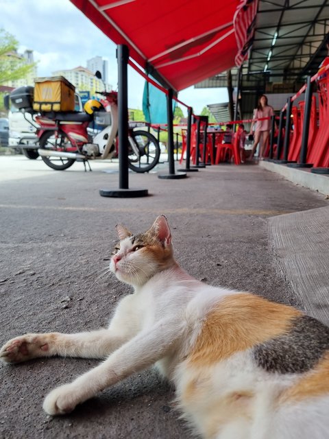 Amber  - Calico Cat