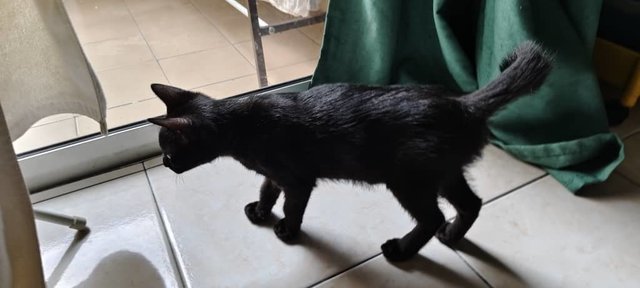 Tamtot - Bombay Cat