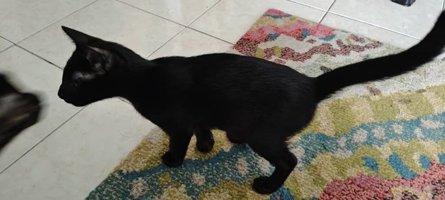 Tamlong - Bombay Cat