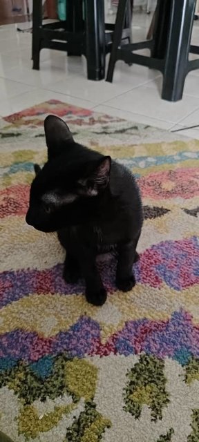 Tamlong - Bombay Cat