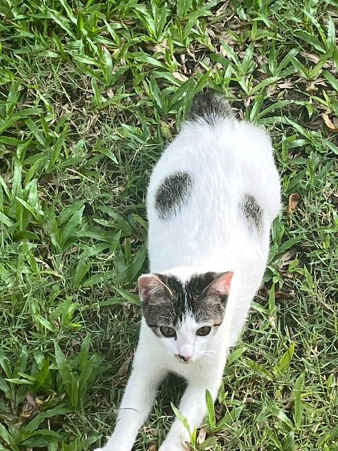 Nugget - Domestic Medium Hair Cat