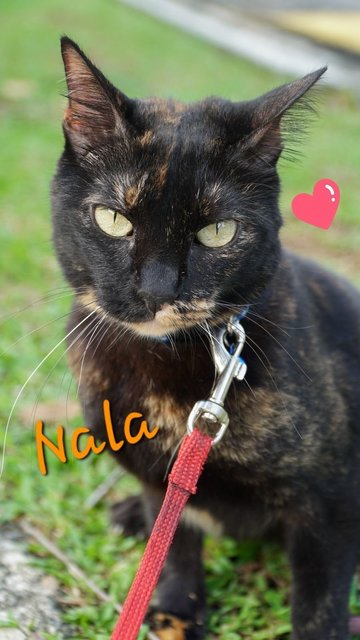 Nala (Spayed)😻 - Domestic Short Hair Cat