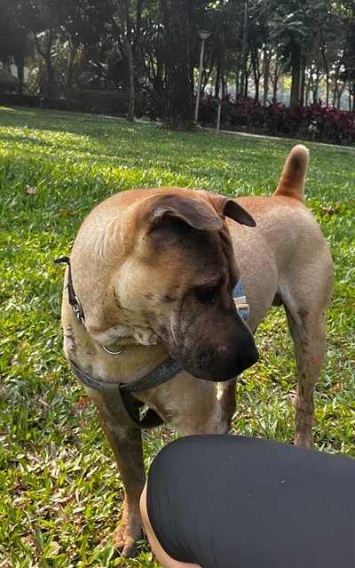 Pepsi Or Peps - Shar Pei Dog