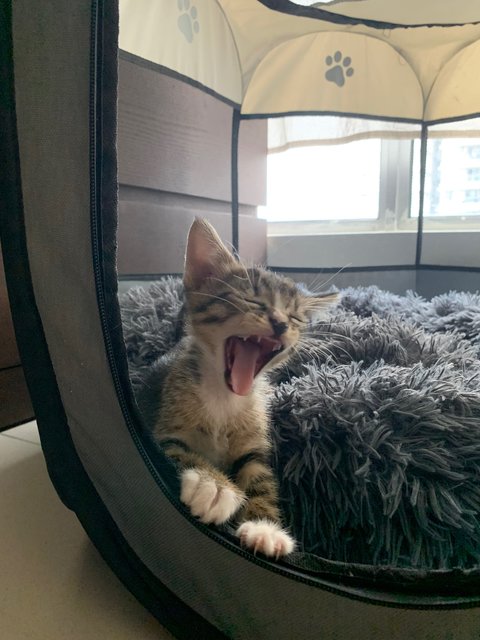 Copper - Domestic Medium Hair Cat