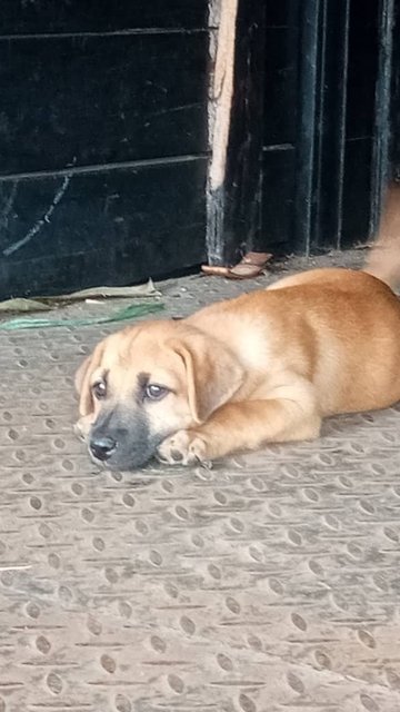 Nugget  - Beagle Mix Dog