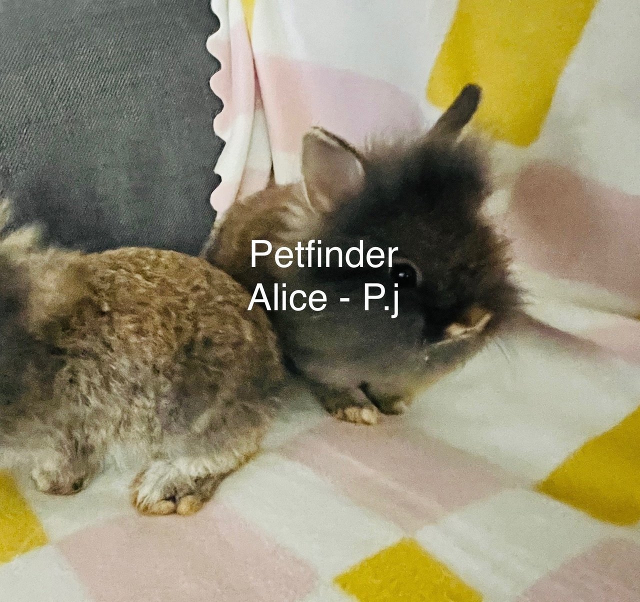 Batsie And P.j (Pair Adoption) - Dwarf + Lionhead Rabbit