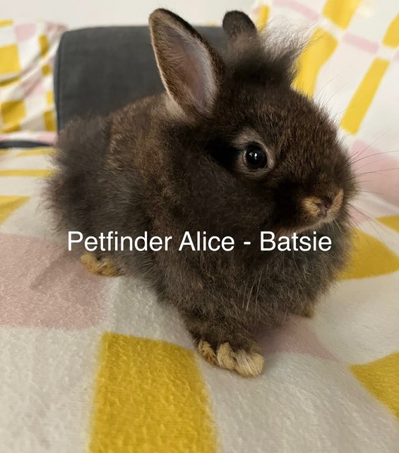 Batsie And P.j (Pair Adoption) - Dwarf + Lionhead Rabbit