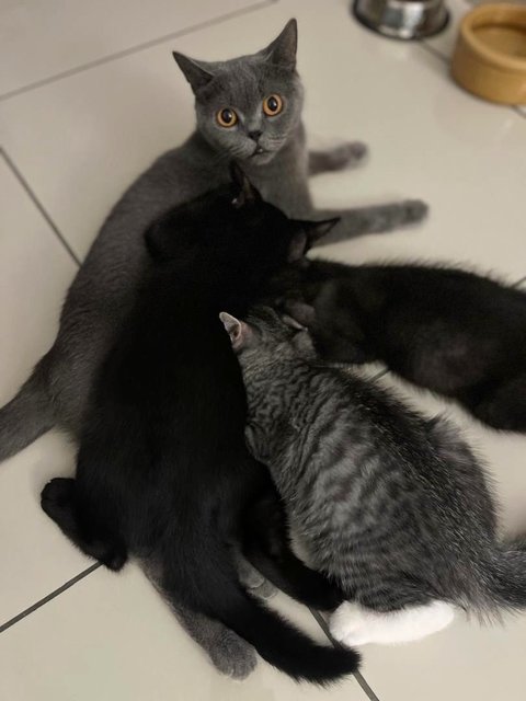 The Tuxedos  - British Shorthair + Domestic Short Hair Cat