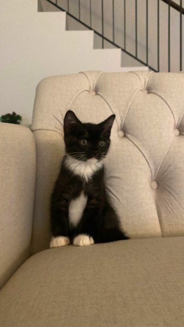 The Tuxedos  - British Shorthair + Domestic Short Hair Cat