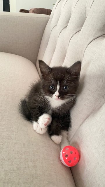 The Tuxedos  - British Shorthair + Domestic Short Hair Cat