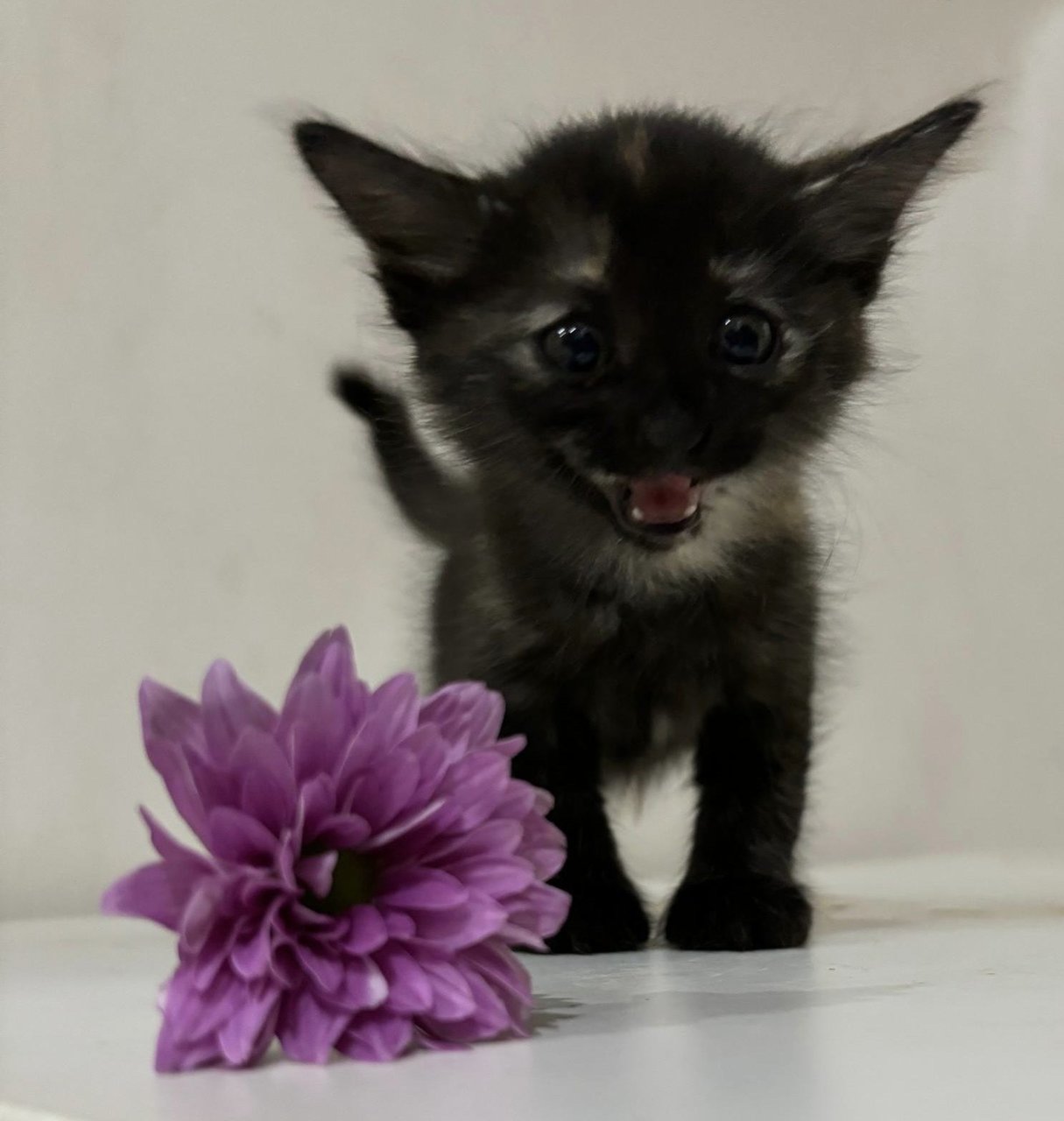 Marble - Domestic Medium Hair Cat