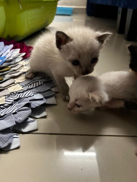 Siamese  Kittens  - Siamese Cat