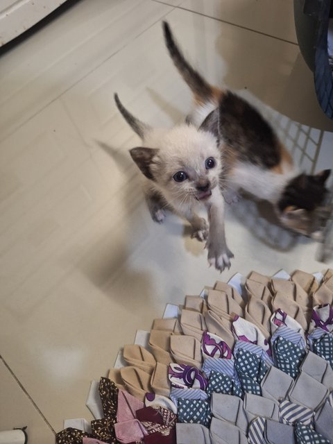 Siamese  Kittens  - Siamese Cat