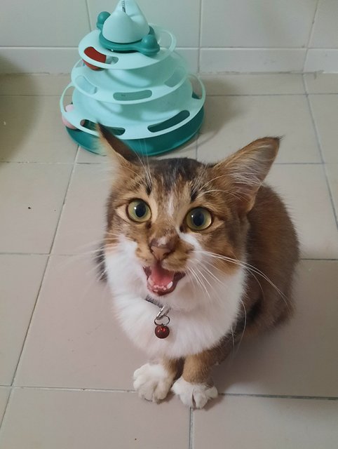 Moliere Long Haired Cat - Domestic Long Hair Cat