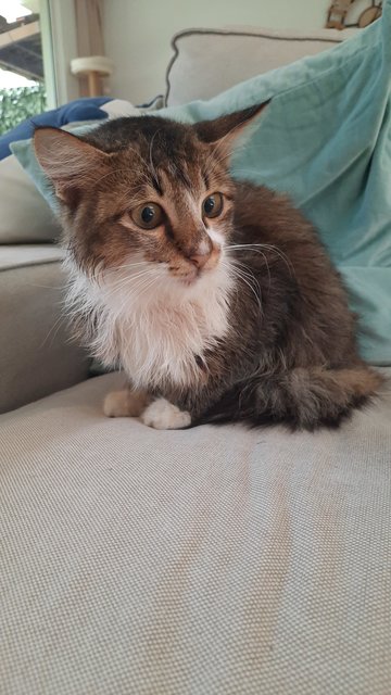 Moliere Long Haired Cat - Domestic Long Hair Cat