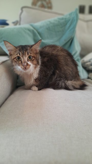 Moliere Long Haired Cat - Domestic Long Hair Cat