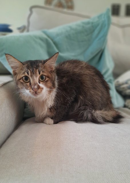 Moliere Long Haired Cat - Domestic Long Hair Cat