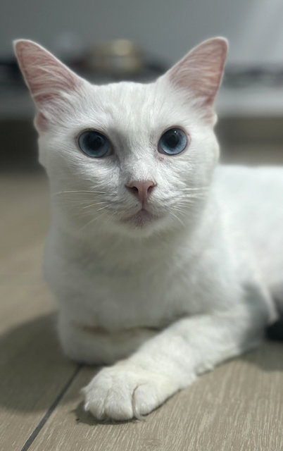 Crystal White Cat Blue Eyes - Domestic Short Hair + Domestic Medium Hair Cat