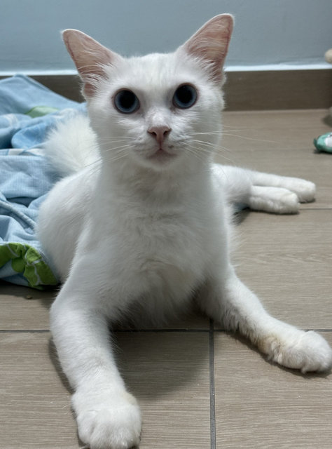 Crystal White Cat Blue Eyes - Domestic Short Hair + Domestic Medium Hair Cat