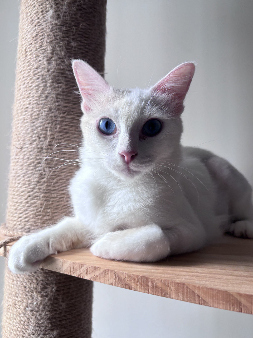 Crystal White Cat Blue Eyes - Domestic Short Hair + Domestic Medium Hair Cat