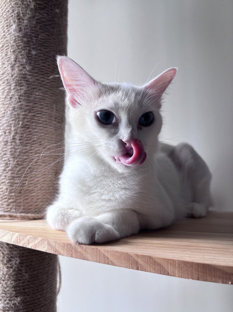 Crystal White Cat Blue Eyes - Domestic Short Hair + Domestic Medium Hair Cat