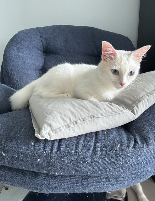 Crystal White Cat Blue Eyes - Domestic Short Hair + Domestic Medium Hair Cat