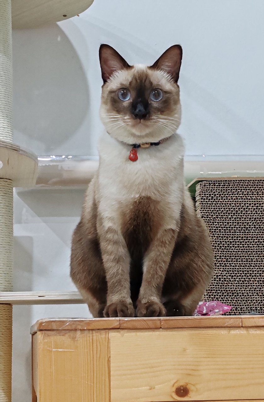 Heyby - Siamese Cat