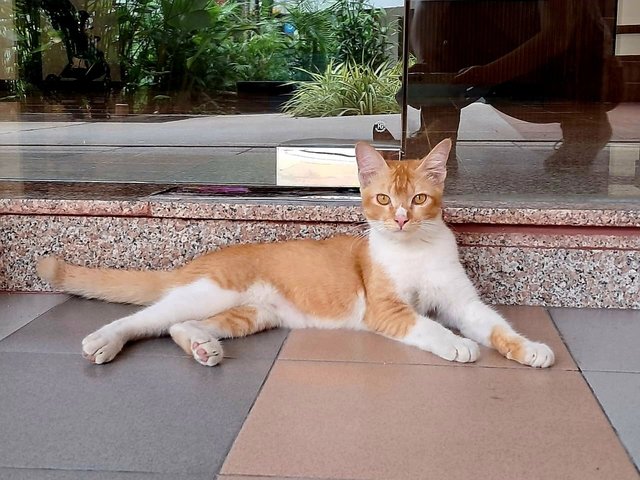 Spot 🤍🧡 - Domestic Short Hair Cat