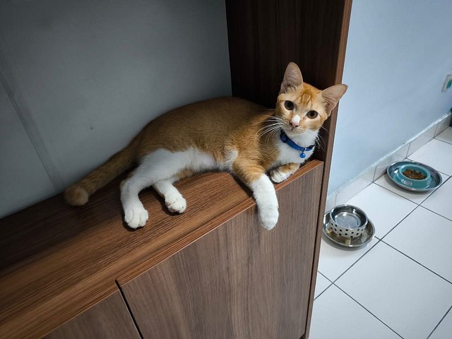 Spot 🤍🧡 - Domestic Short Hair Cat