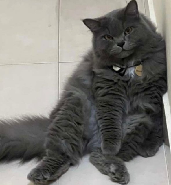 Marbles - Domestic Long Hair + British Shorthair Cat