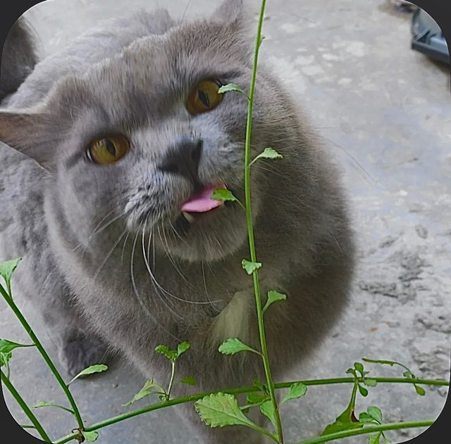 Marbles - Domestic Long Hair + British Shorthair Cat