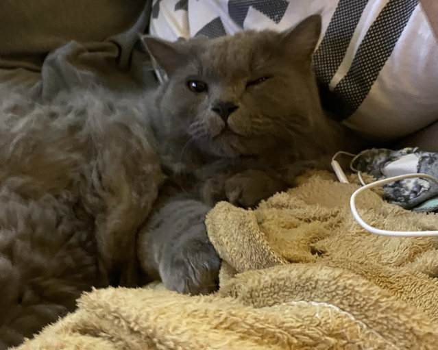 Marbles - Domestic Long Hair + British Shorthair Cat