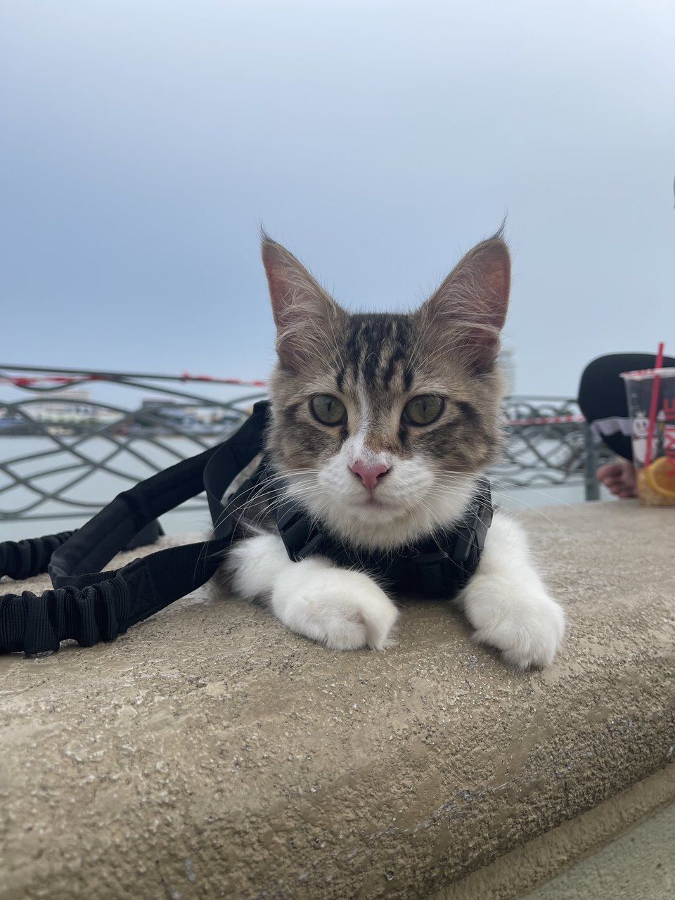 Myko - Norwegian Forest Cat + Maine Coon Cat