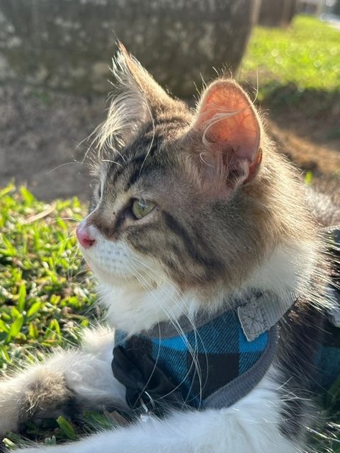 Myko - Norwegian Forest Cat + Maine Coon Cat