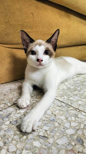 Udon ( Very Manja Don-don) - Siamese Cat