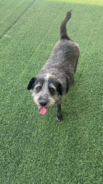 Niupi牛皮 - Schnauzer Mix Dog