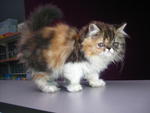 Patchy - Persian Cat