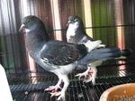 Merpati English Pouter - Pigeon Bird