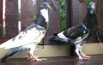 Merpati English Pouter - Pigeon Bird